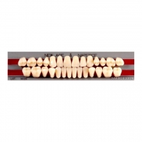 Изображение GLORIA NEW ACE зубы акриловые двухслойные, полный гарнитур Т2, М30 (28шт)