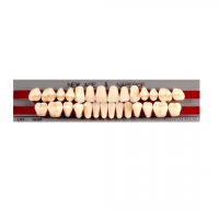 Изображение GLORIA NEW ACE зубы акриловые двухслойные, полный гарнитур ТL4, М32/34 (28шт)
