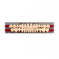 Изображение GLORIA NEW ACE зубы акриловые двухслойные, полный гарнитур S4, М32 (28шт)