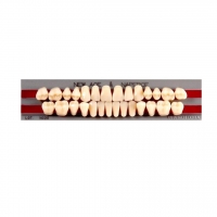 Изображение GLORIA NEW ACE зубы акриловые двухслойные, полный гарнитур 04, М32 (28шт)