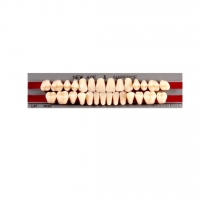 Изображение GLORIA NEW ACE зубы акриловые двухслойные, полный гарнитур 03, М30 (28шт)
